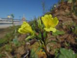 Oenothera rubricaulis