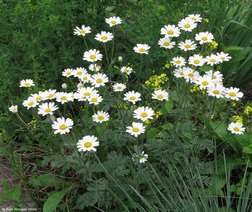 Изображение особи Pyrethrum poteriifolium.