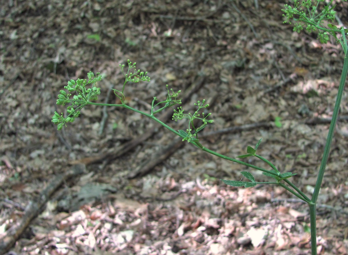 Image of Cervaria caucasica specimen.