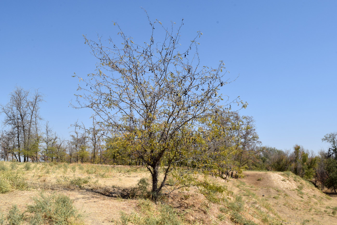 Image of Gleditsia triacanthos specimen.