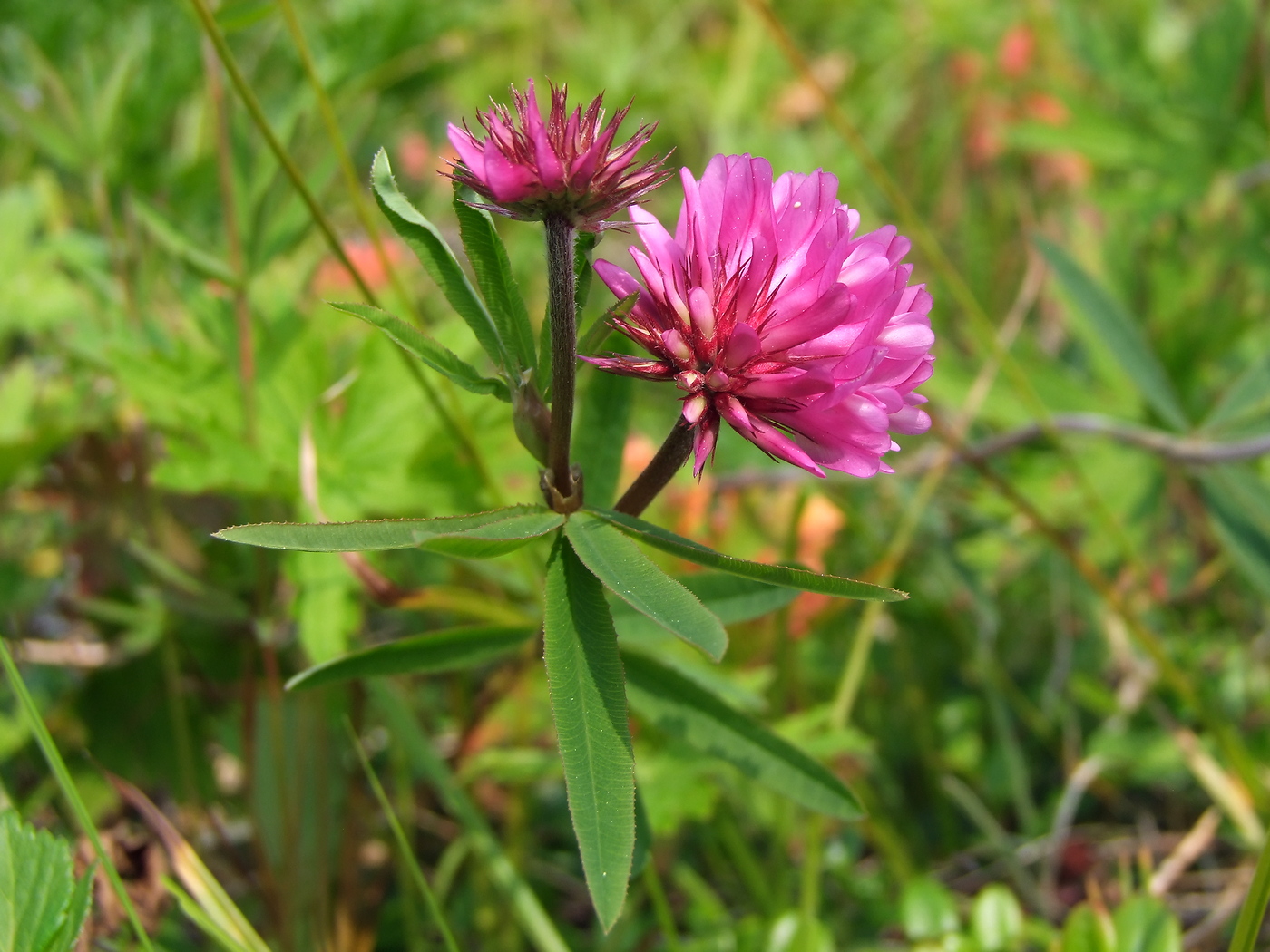 Image of Trifolium lupinaster specimen.