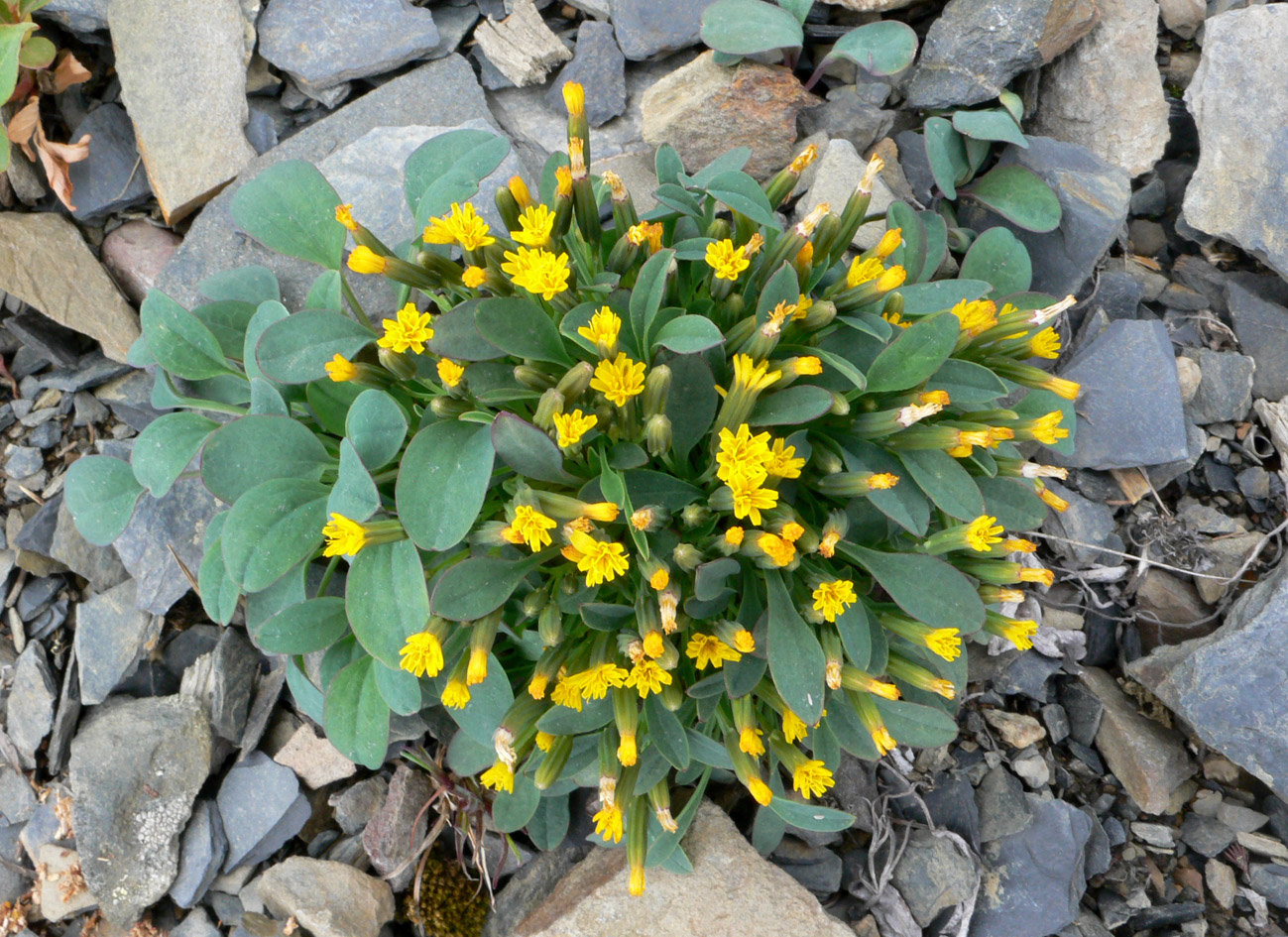 Image of Crepis nana specimen.