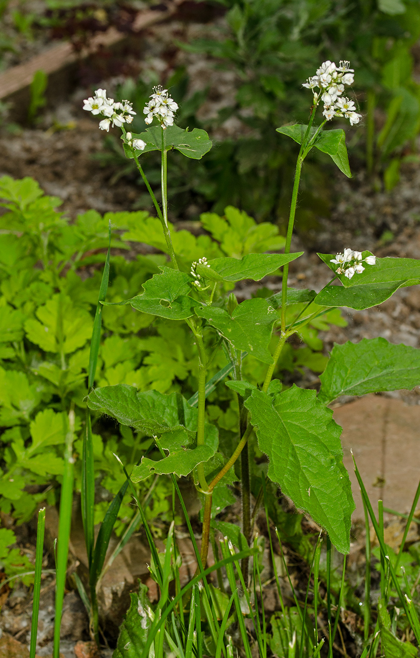 Изображение особи Fagopyrum esculentum.