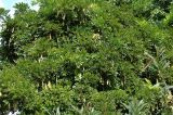 Wisteria sinensis