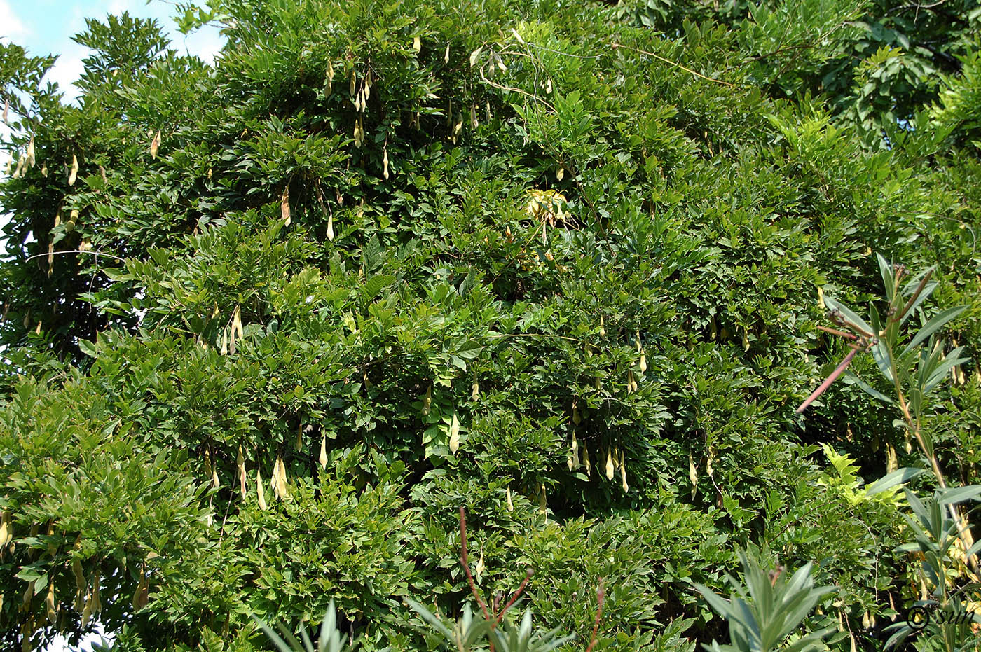 Изображение особи Wisteria sinensis.