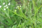 Coriandrum sativum. Средняя часть растения. Грузия, край Самцхе-Джавахети, Ахалцихский муниципалитет, окр. с. Грели, луг. 28.05.2018.