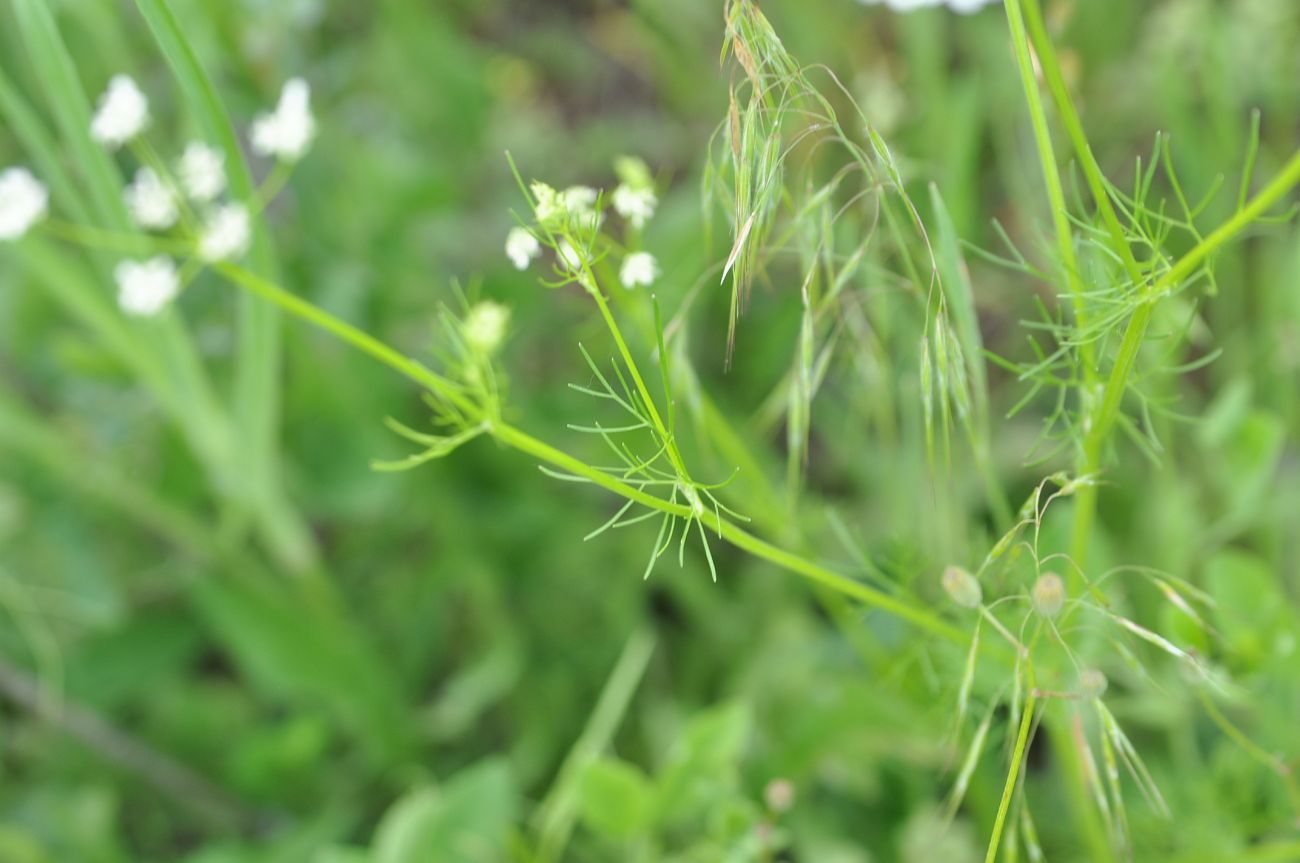 Image of Coriandrum sativum specimen.