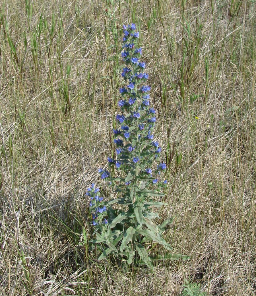 Image of Echium vulgare specimen.