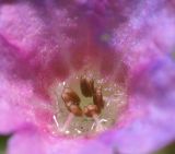 Pulmonaria mollis