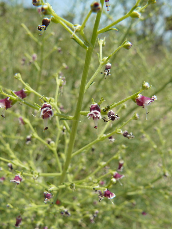 Image of Scrophularia bicolor specimen.