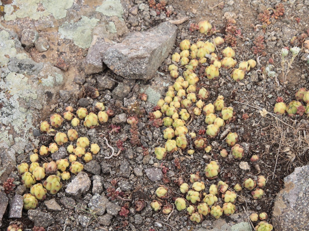 Image of genus Sempervivum specimen.