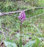 Orchis militaris