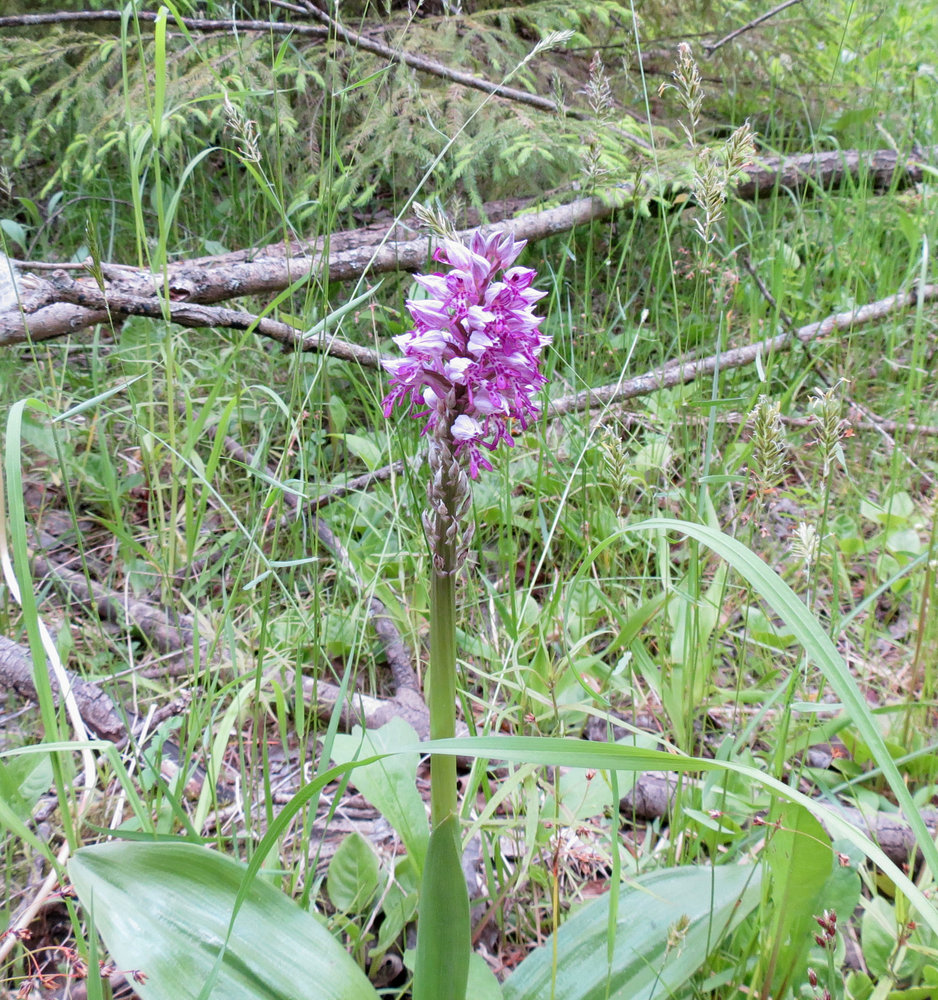 Изображение особи Orchis militaris.