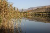 Phragmites australis. Вегетирующие растения. Грузия, край Самцхе-Джавахети, Аспиндзский муниципалитет, окр. села Тмогви, озеро Цунда, выс. 1231 м н.у.м. 14.10.2018.