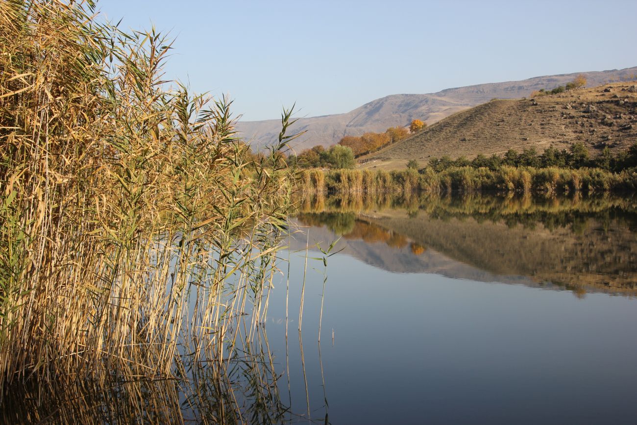 Изображение особи Phragmites australis.