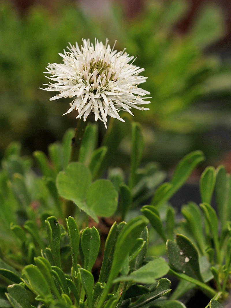 Image of Globularia cordifolia specimen.