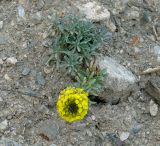 Alyssum lenense