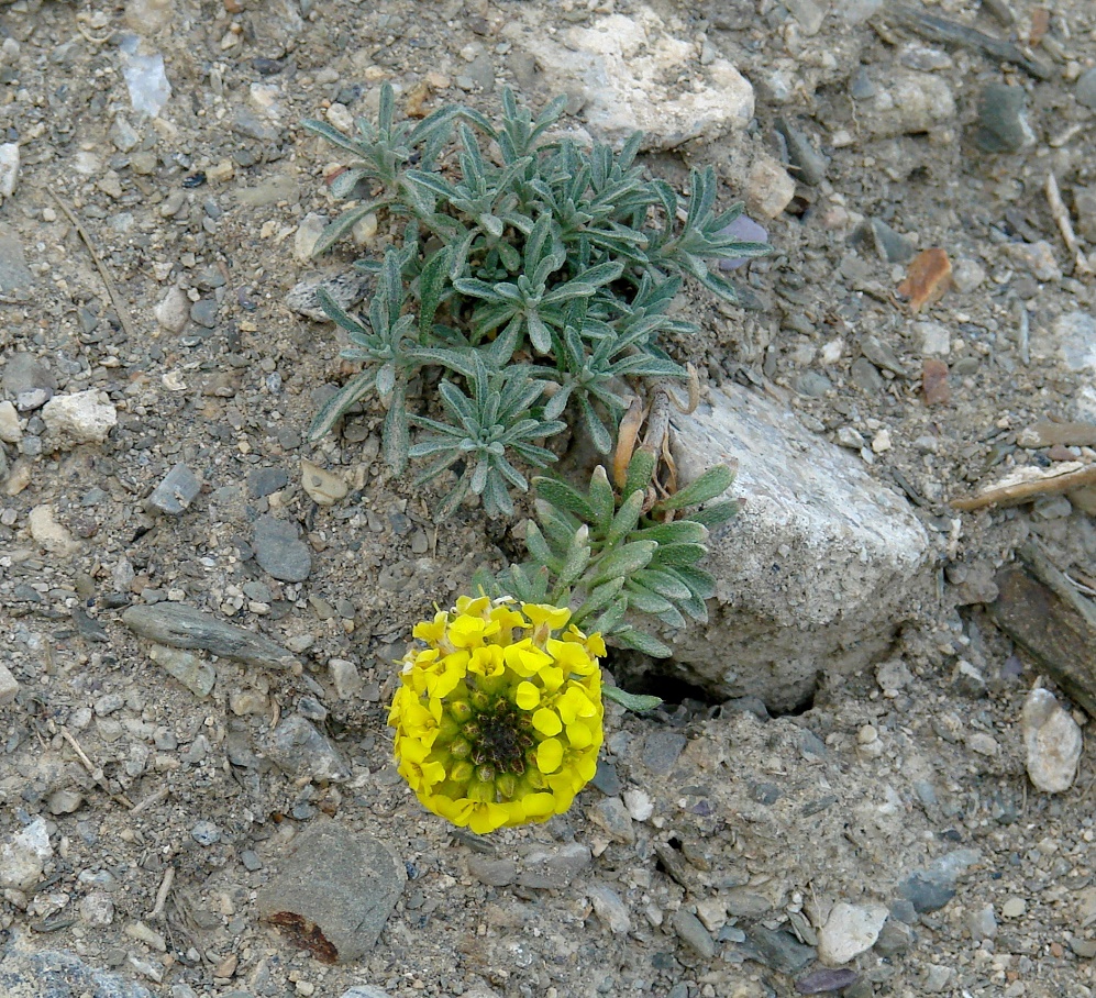 Изображение особи Alyssum lenense.