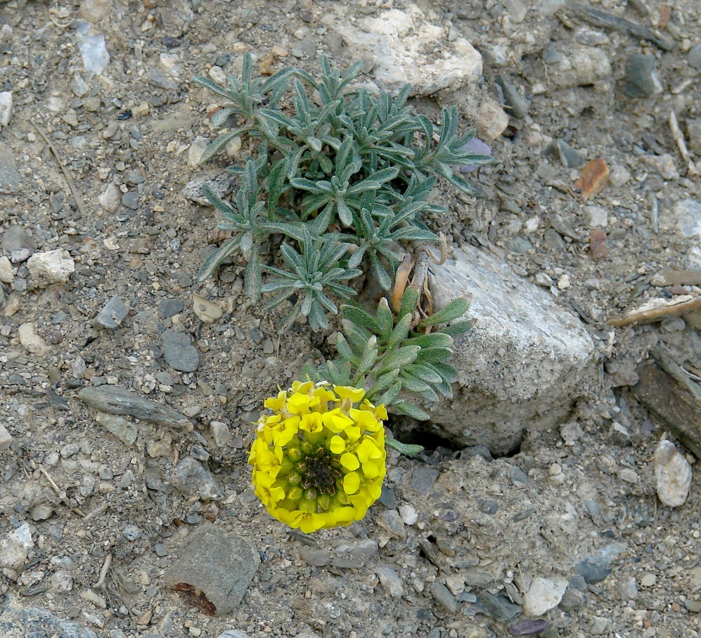 Image of Alyssum lenense specimen.