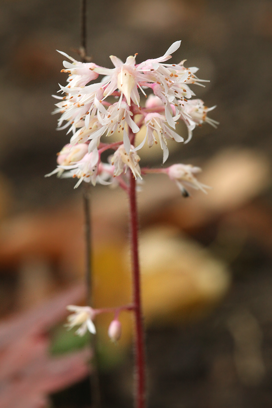 Изображение особи &times; Heucherella tiarelloides.