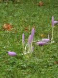 Colchicum autumnale