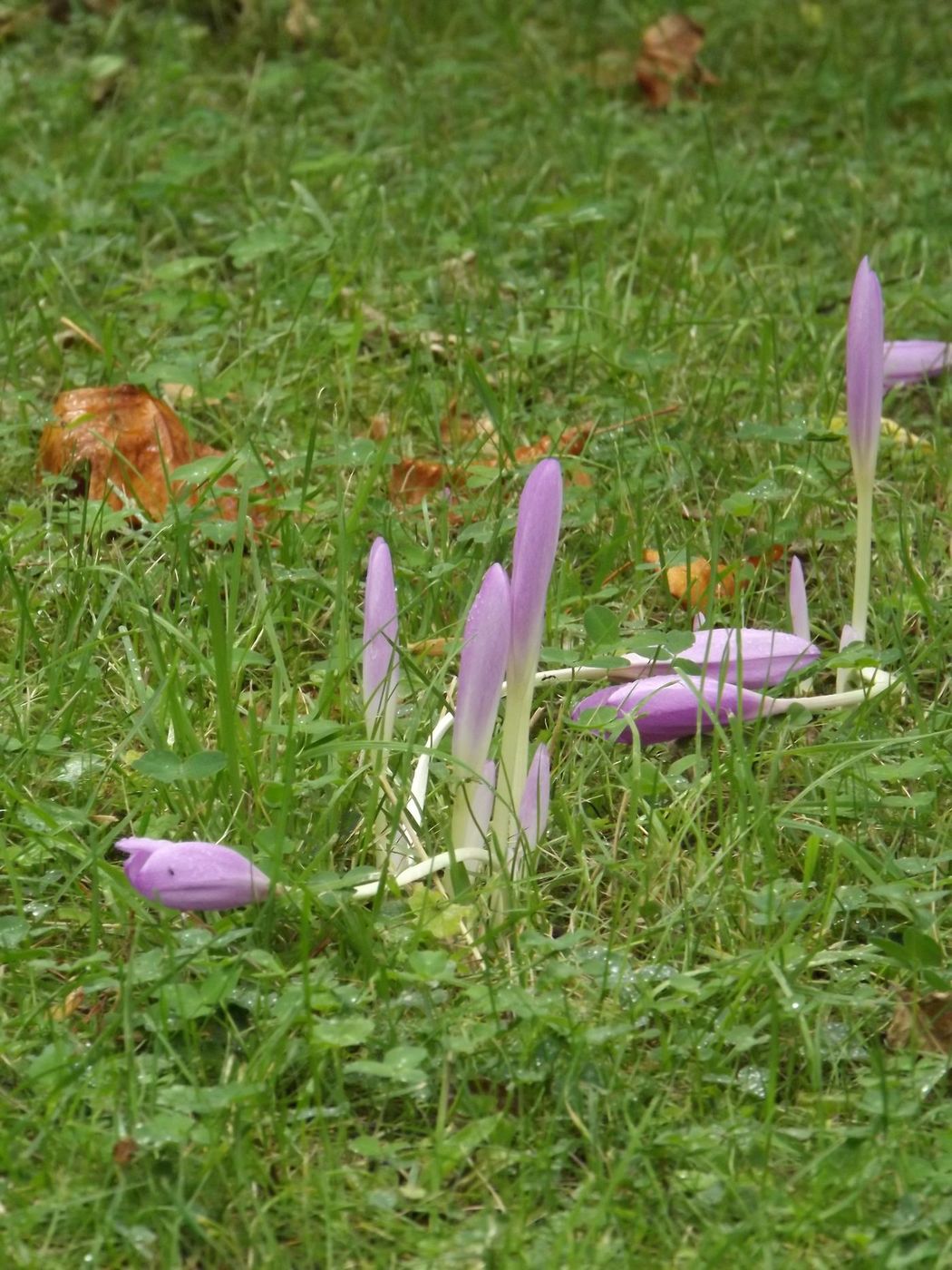 Изображение особи Colchicum autumnale.