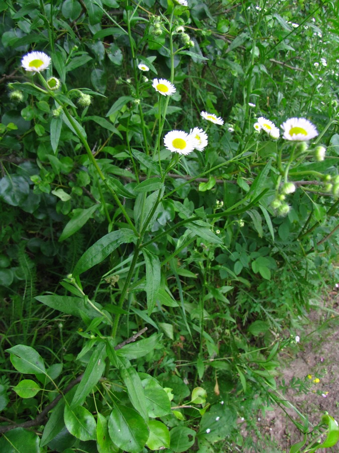 Изображение особи Erigeron annuus.