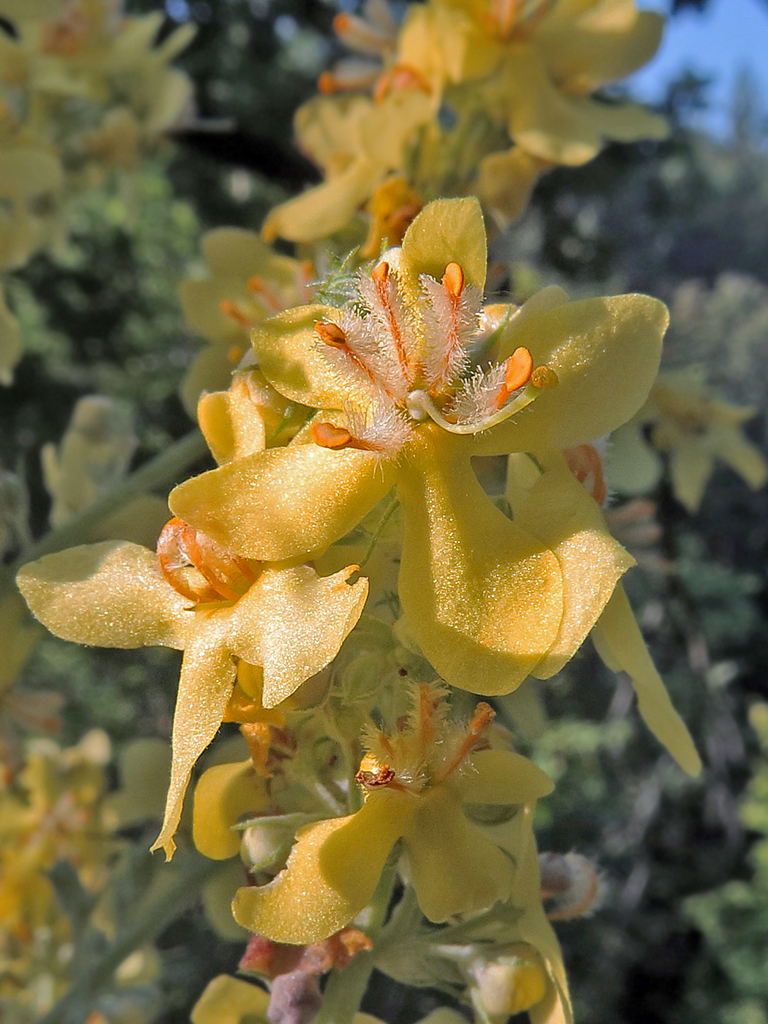 Изображение особи Verbascum lychnitis.