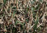 Centaurea spinosa
