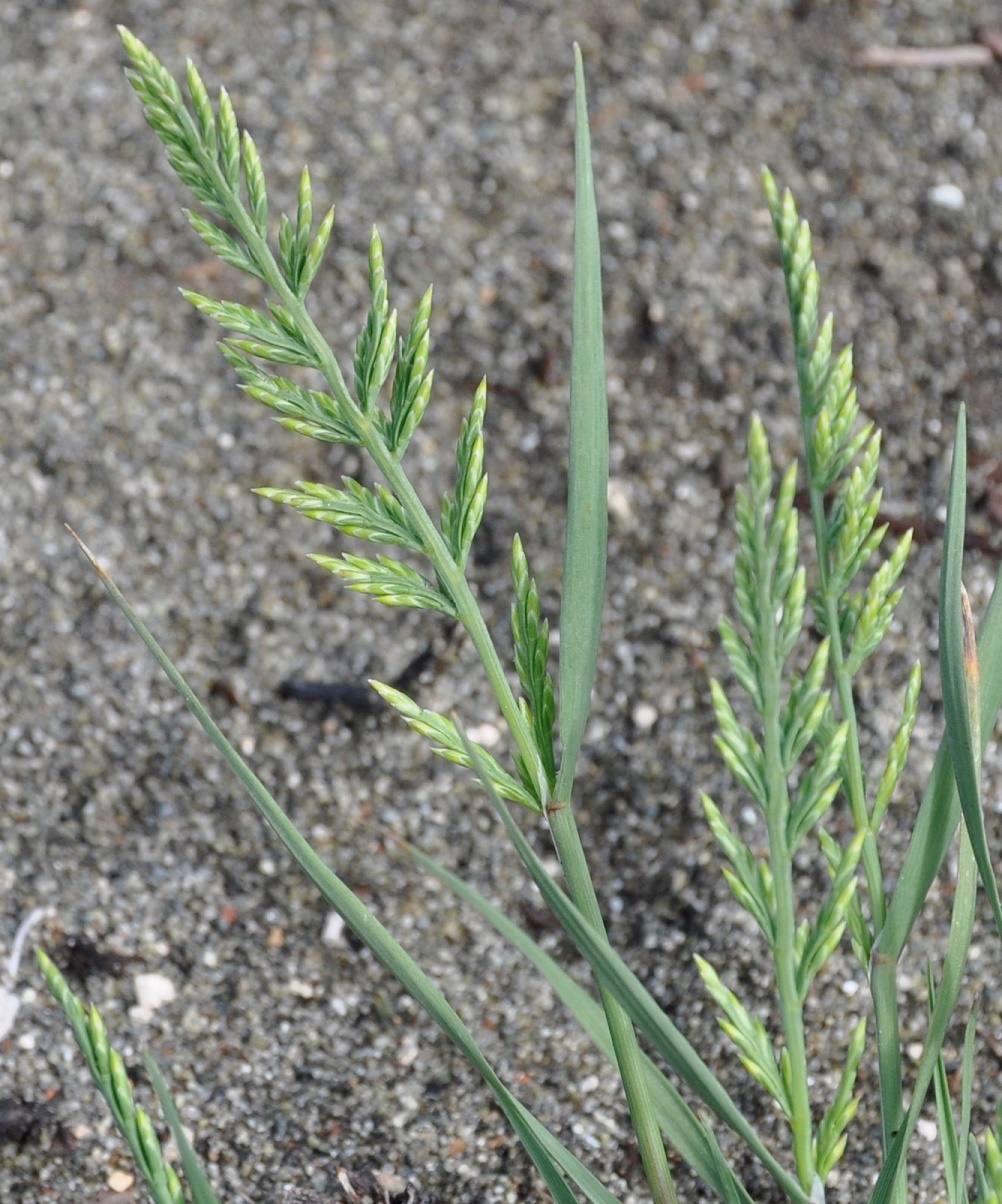 Изображение особи Catapodium marinum.