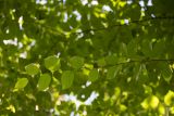 Betula lenta. Ветвь (вид снизу). Нижний Новгород, Ботанический сад ННГУ, в культуре. 14.08.2018.