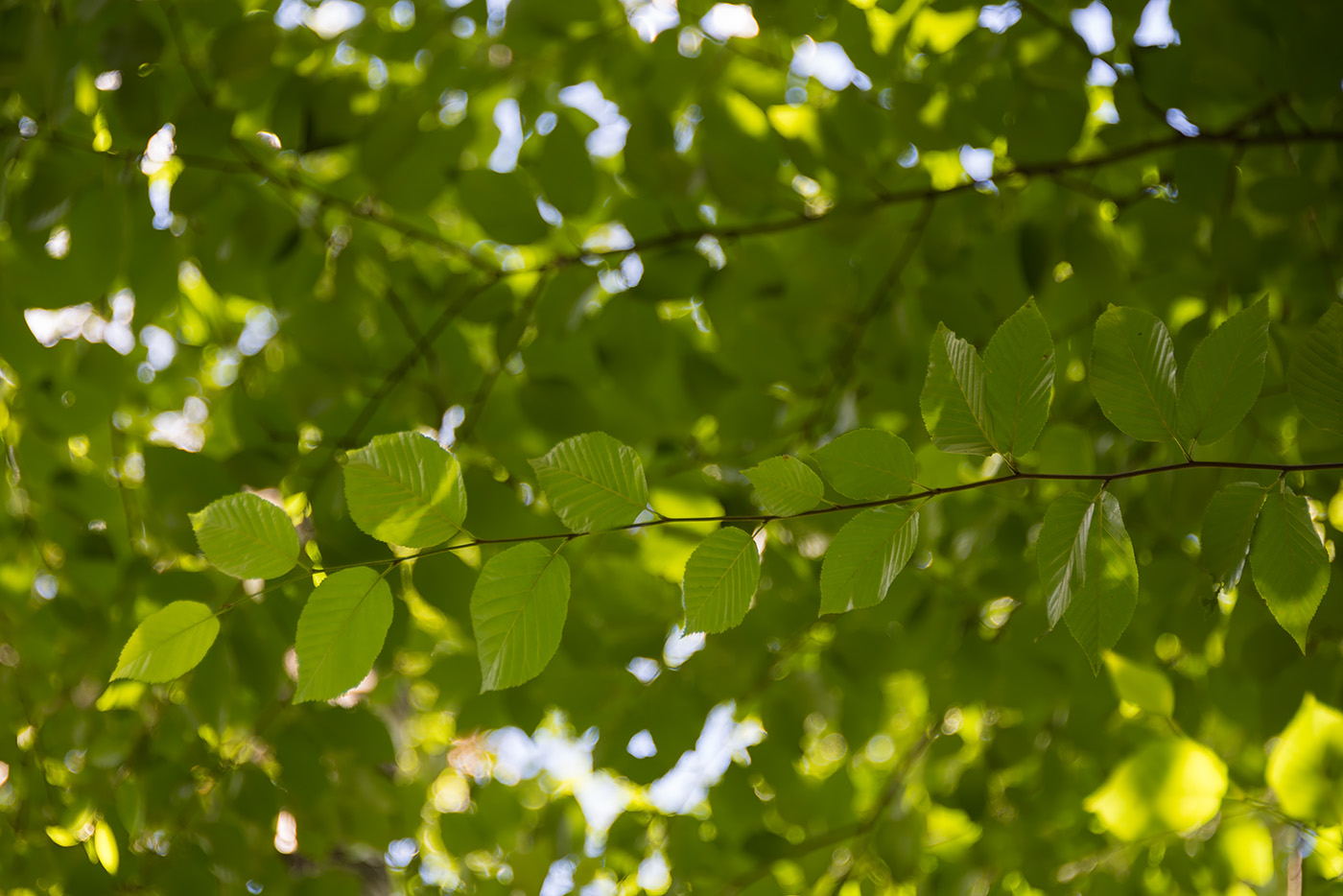 Image of Betula lenta specimen.