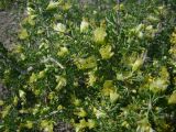 Zygophyllum ferganense