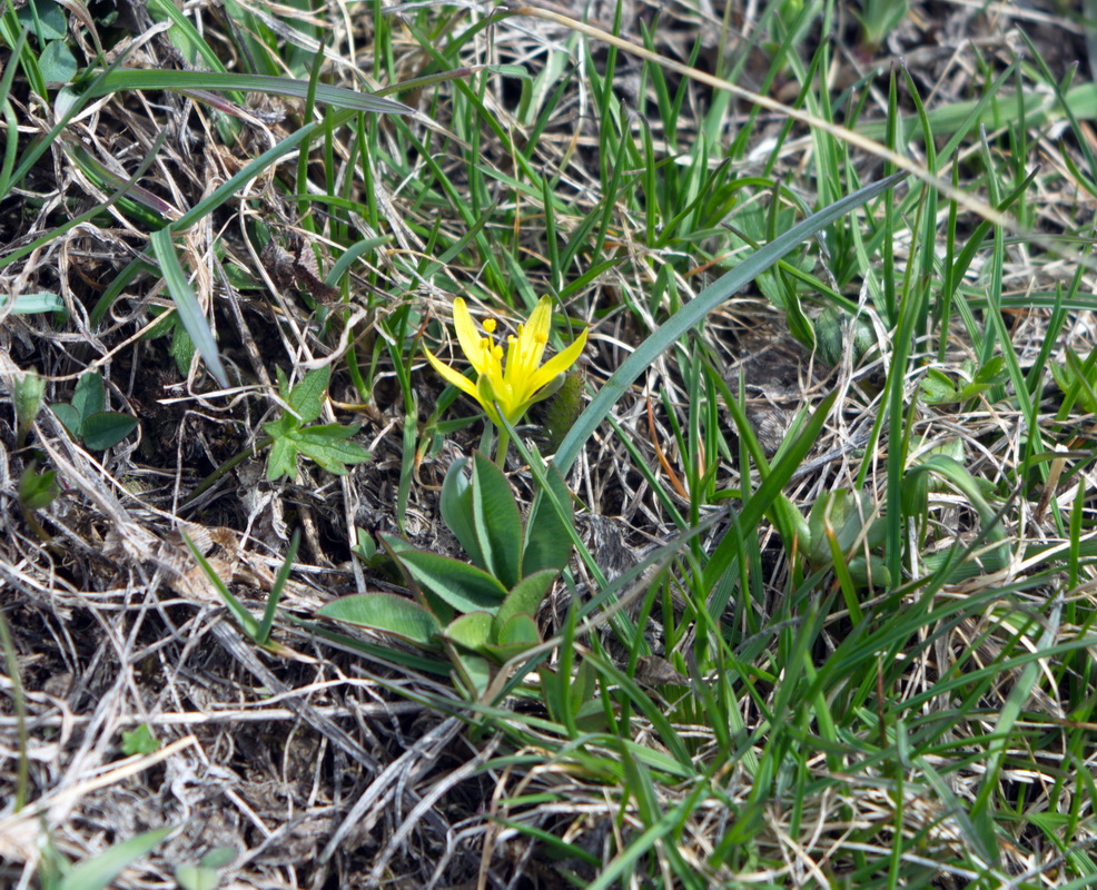 Image of genus Gagea specimen.