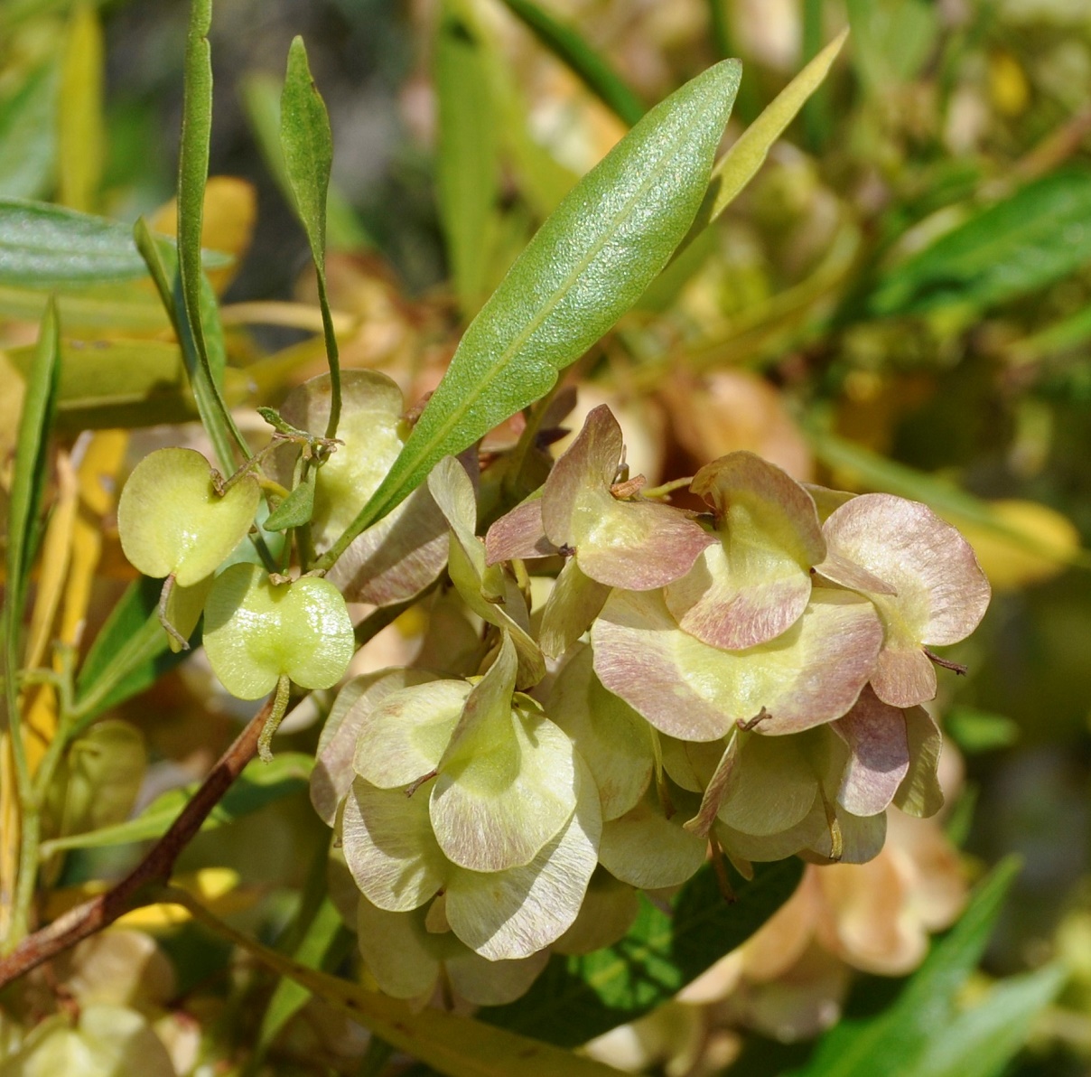 Изображение особи Dodonaea viscosa.