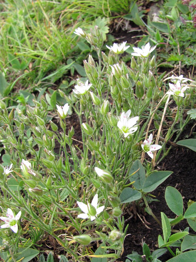 Image of Minuartia hirsuta specimen.