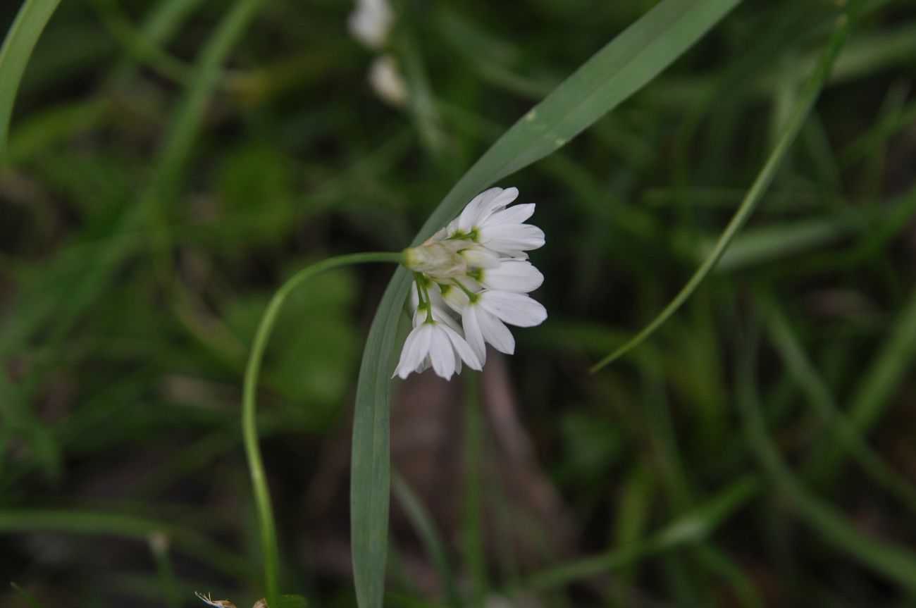 Изображение особи Allium zebdanense.