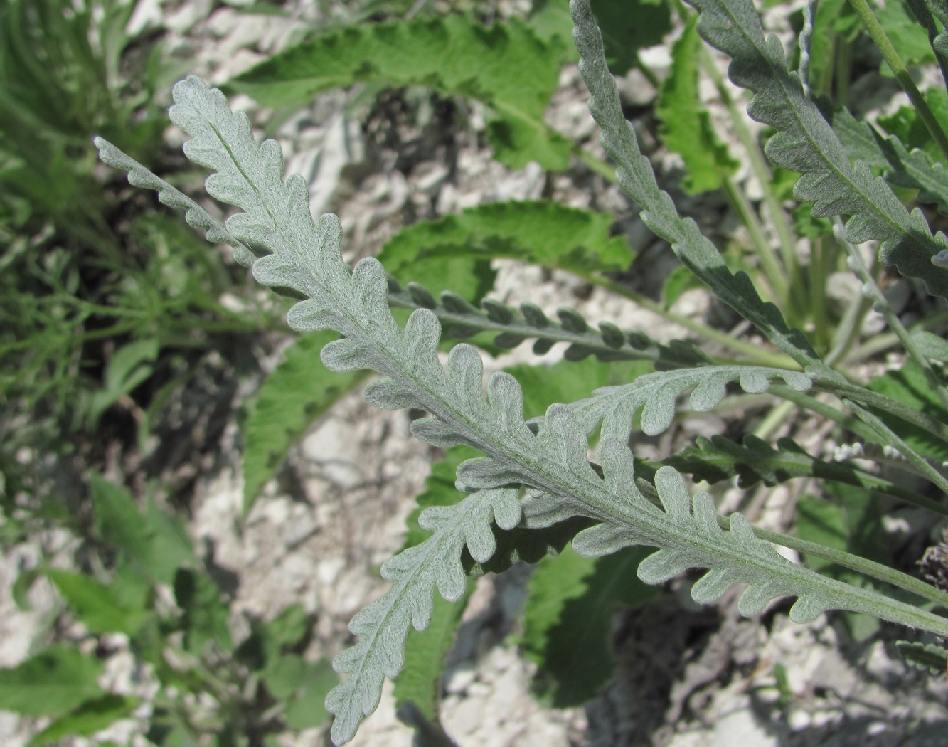 Image of Tanacetum akinfiewii specimen.