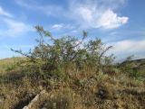 Rhamnus erythroxyloides. Вегетирующее растение. Дагестан, Дербентский р-н, 4 км к западу от с. Музаим, долина р. Камышчай, степной склон. 30 мая 2019 г.
