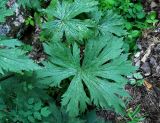 Aconitum septentrionale