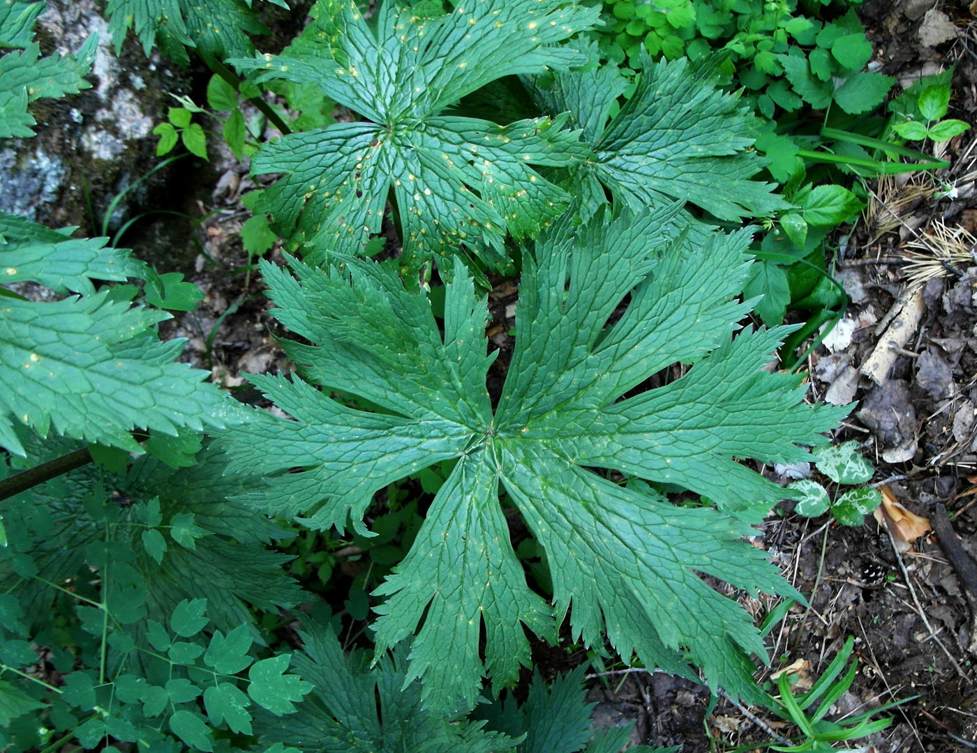 Изображение особи Aconitum septentrionale.