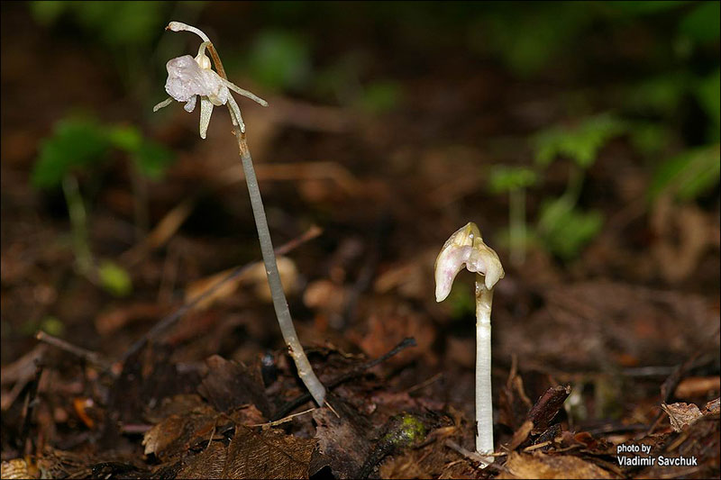 Изображение особи Epipogium aphyllum.