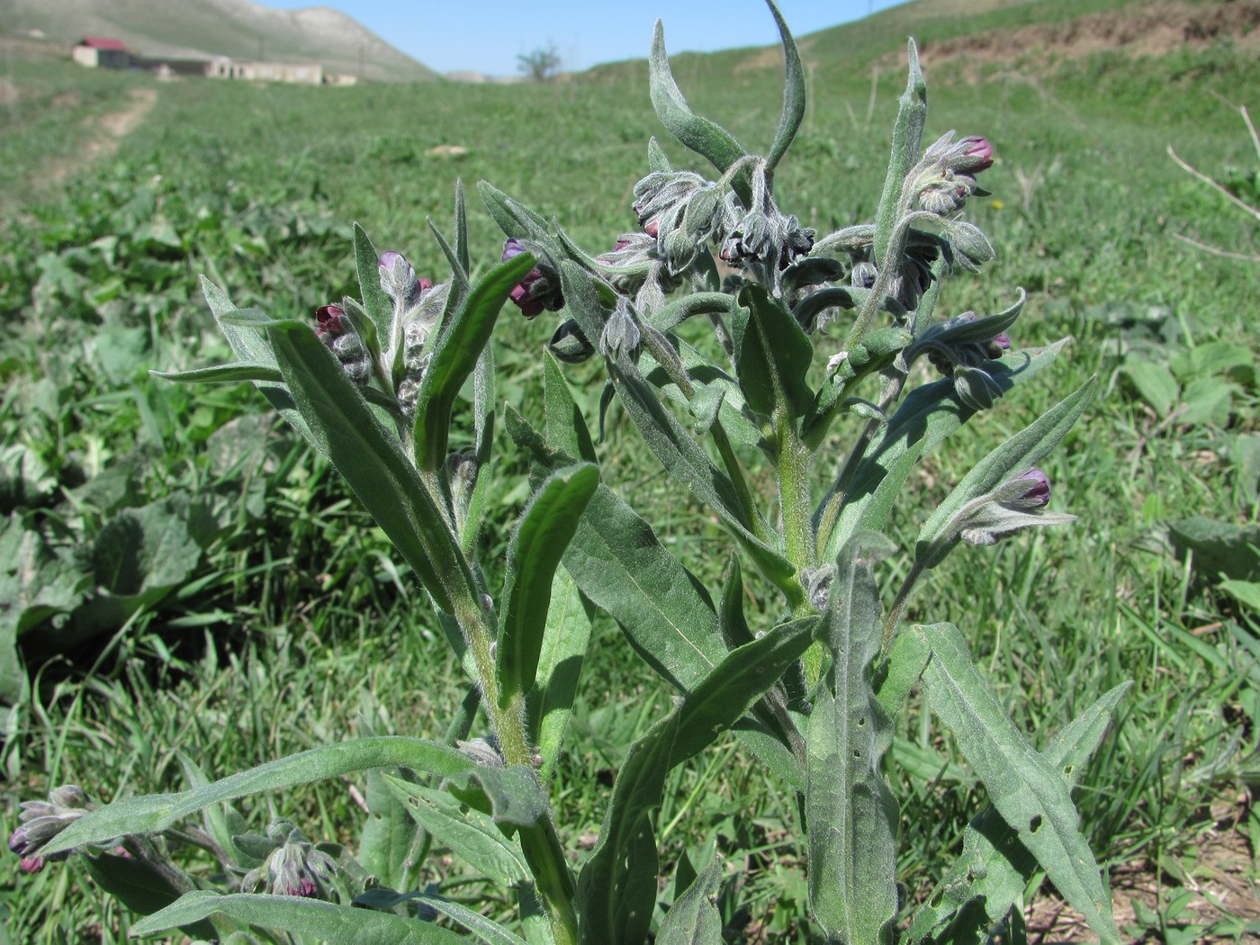 Изображение особи Cynoglossum officinale.