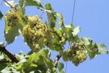 Vitis vinifera