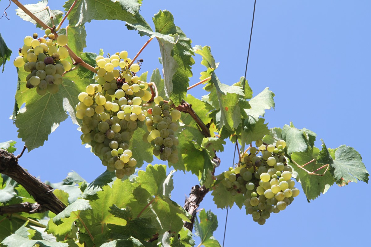 Image of Vitis vinifera specimen.