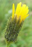 Sonchus palustris. Соцветие. Московская обл., Клинский р-н, дер. Праслово, берег р. Сестра. 16.08.2019.