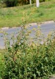 Atriplex tatarica