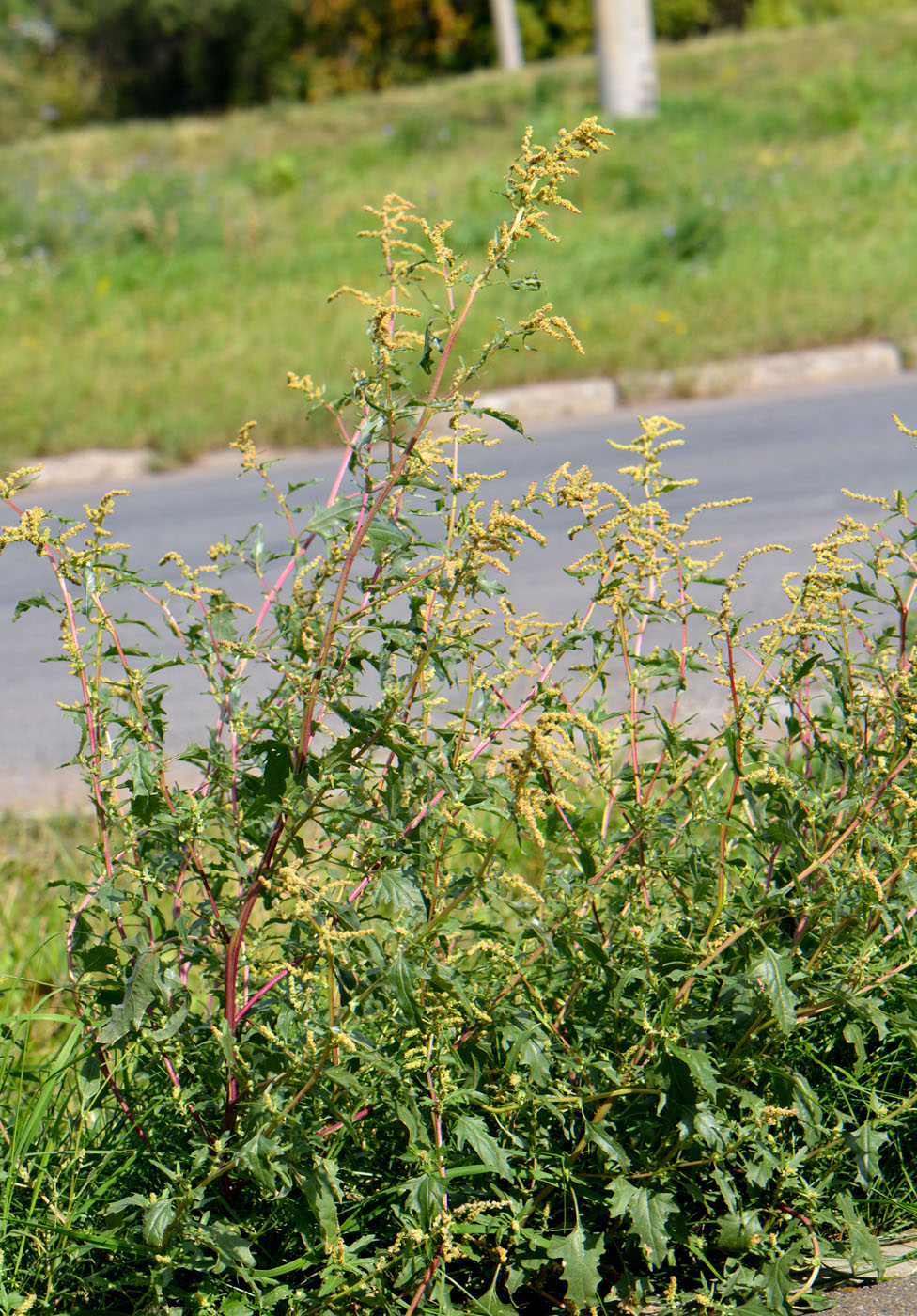 Image of Atriplex tatarica specimen.