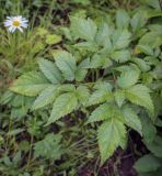genus Astilbe