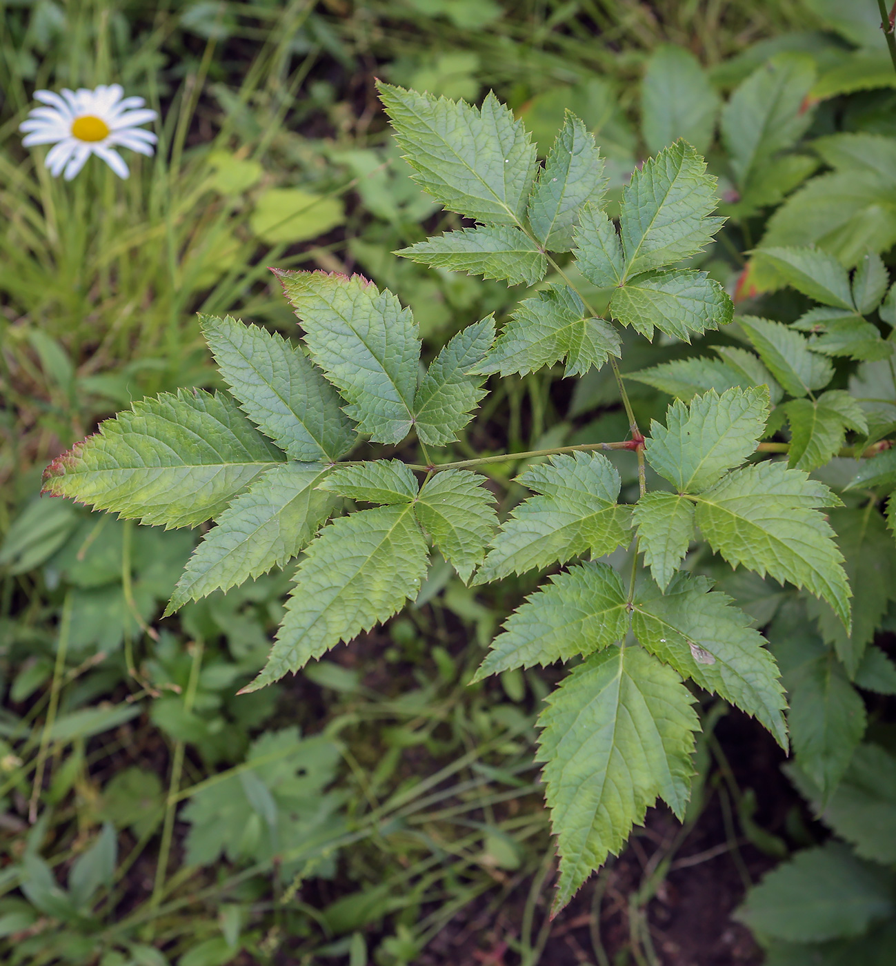 Изображение особи род Astilbe.